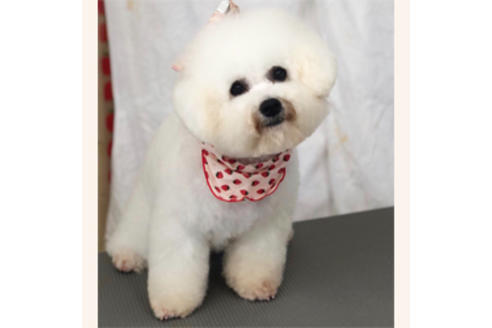 販売中のミックス犬の親犬
